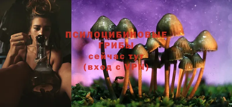 Галлюциногенные грибы MAGIC MUSHROOMS  купить закладку  Кондопога 